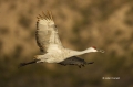 New-Mexico;Sandhill-Crane;Crane;Flight;Southwest-USA;Grus-canadensis;Flying-bird